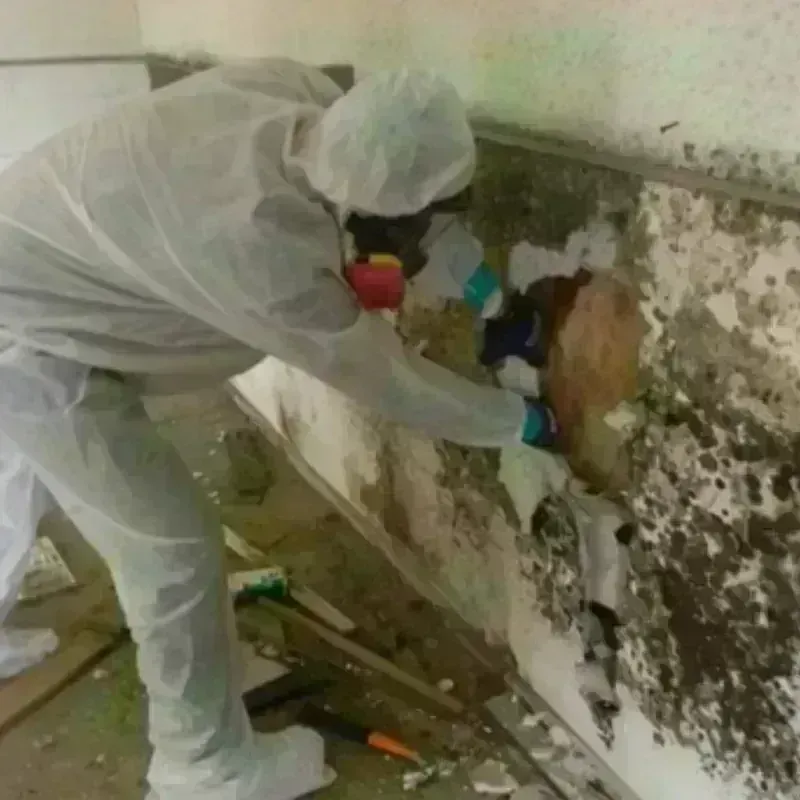 Mold Remediation and Removal in Rockville, MN